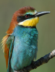 Primer plano de abejaruco