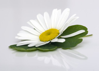 Fototapeta premium camomile flower