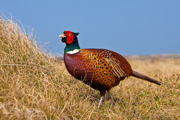 Fazant in de duinen