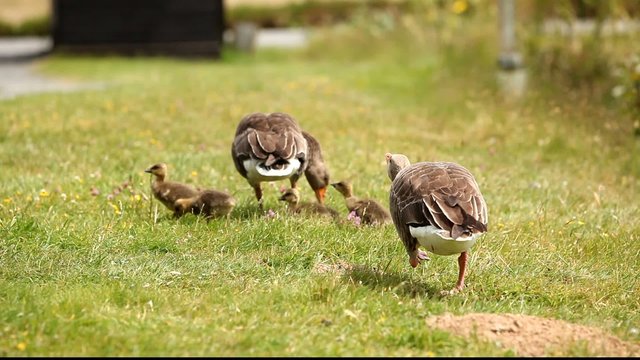 Greylag Geese and tiny goslings