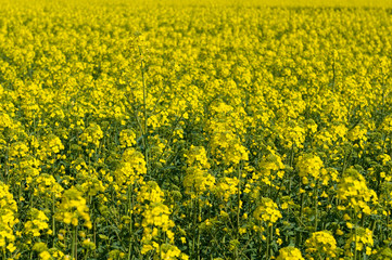 Obraz premium Panoramic photo of a field of rapeseed