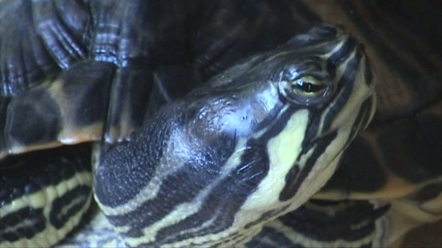 Yellow-bellied slider head - Trachemys scripta scripta