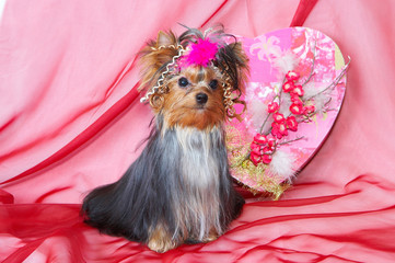yorkshire terrier. picture  for  Valentin`s day