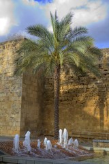 palmera y muro antiguo
