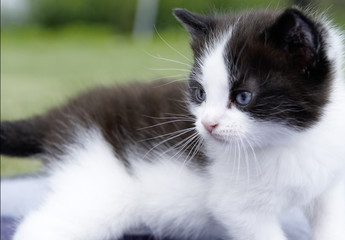 erste Schritte des Katzenbabys