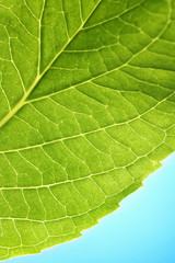 Close up of a Hydrangea leaf