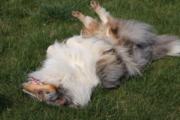 Langhaar Collie
