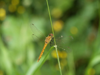 dragonfly