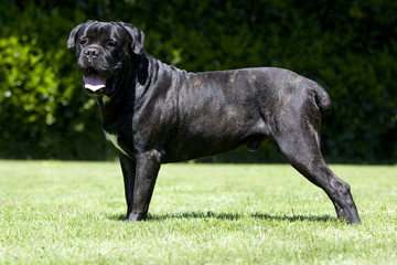 chien cane corso bringé de profil dans un jardin - imposant