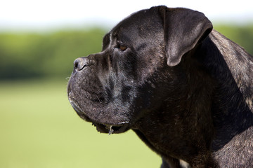 tete de chien cane corso bringé de profil -gros plan