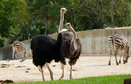 Ostriches and zebras in the zoo
