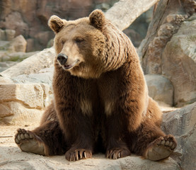 Obraz na płótnie Canvas Funny brown bear
