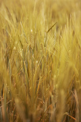 close up view of the golden grain