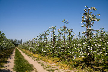 Fototapeta na wymiar Blossoming apples in orchard