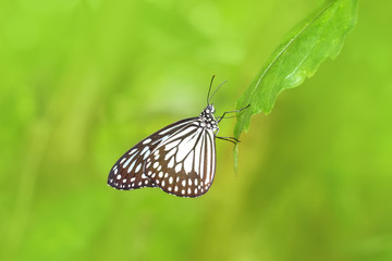 Fototapeta na wymiar Beautiful exotic butterfly