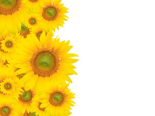 Yellow Flower Background, Summer or Spring Theme