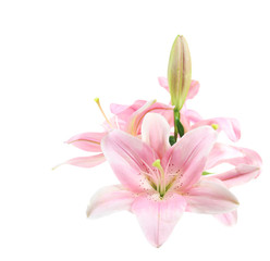 Fototapeta na wymiar Tropical Flower, Lily Isolated over White