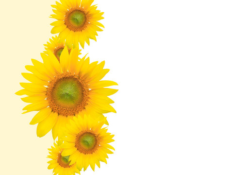 Yellow Flower Background, Summer or Spring Theme
