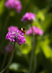 Collecting Pollen