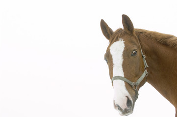 Pferd schaut in die Kamera