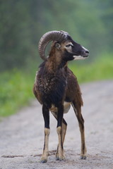 Mufflon Bock