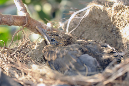 The last blackbird of a brood to leave the nest