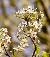 White Cherry Blossoms