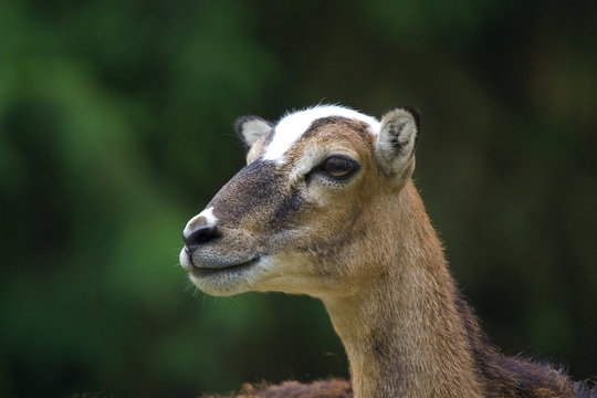 Mufflon