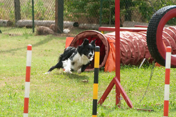 Dog agility