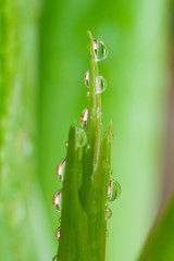 beautiful dewdrop on green plant