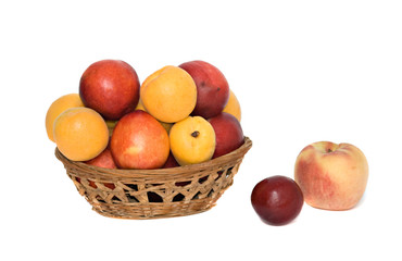 Apricots, nectarines and peaches in backet
