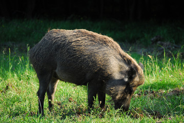 Wildschwein