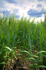 Fototapeta premium wheat field