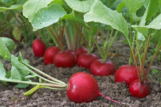 radish in the garden 2
