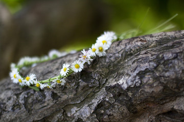 Blumenkranz aus Gänseblümchen © Nailia Schwarz