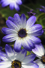 Fototapeta premium Senetti