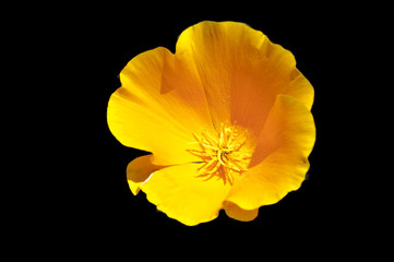 California Poppy