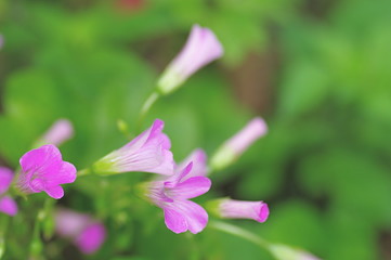Fototapeta premium ムラサキカタバミの花