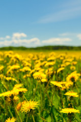 dandelion field, shallow focus