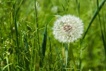 Dandelion