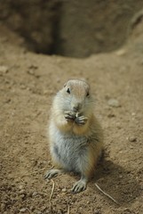 chien de prairie
