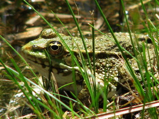 Grenouille.