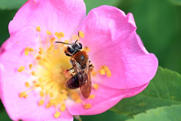A bee collects nectar.
