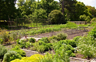 Vegetable garden