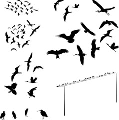 set of bird - vector