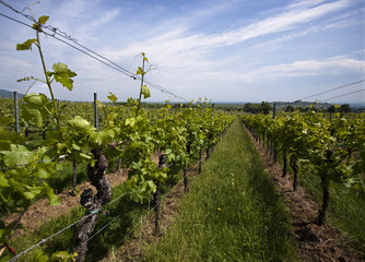 Weinberge in Deutschland, Rheinland-Pfalz, im Frühling