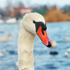 White swan.