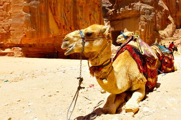 Papier Peint photo autocollant Chameau Two camels