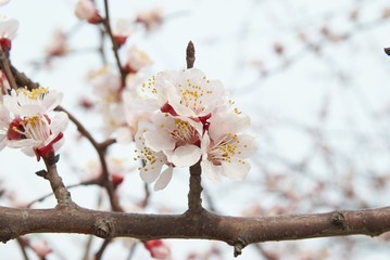 Almond tree pink flowers.