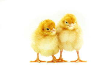 Obraz premium mały kurczak